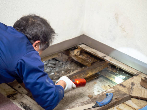 Best Toxic Mold Removal  in Richwood, NJ