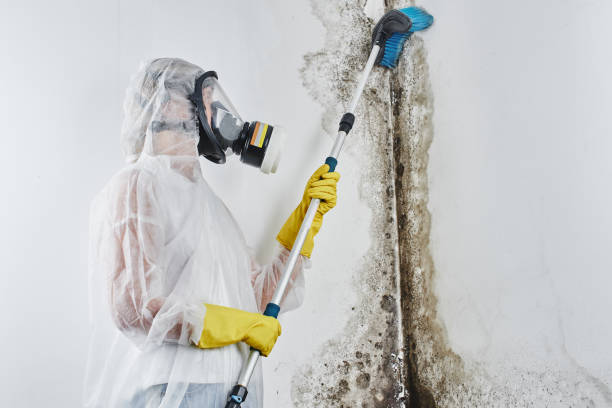 Mold Removal Process in Richwood, NJ