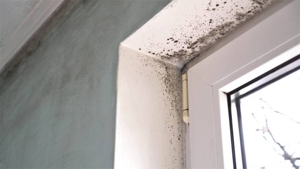 Best Mold Remediation  in Richwood, NJ