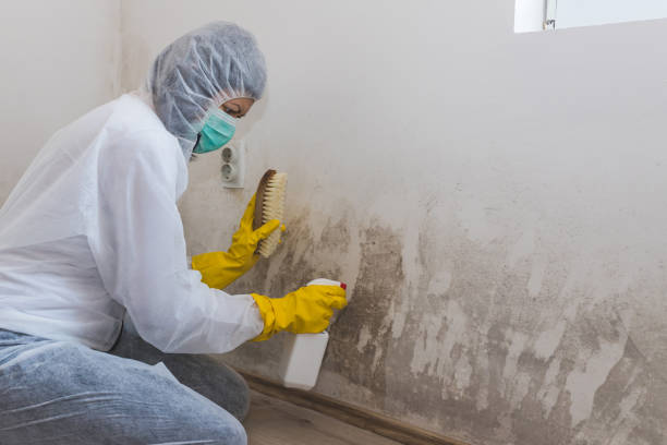 Best Mold Cleaning Services  in Richwood, NJ