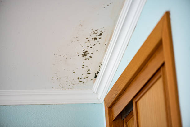 Best Attic Mold Removal  in Richwood, NJ