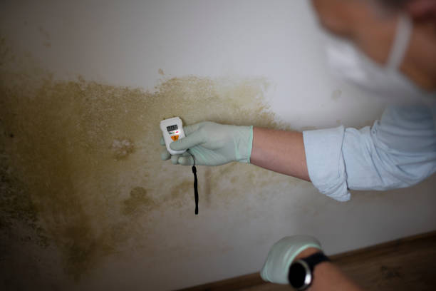 Best Commercial Mold Removal  in Richwood, NJ