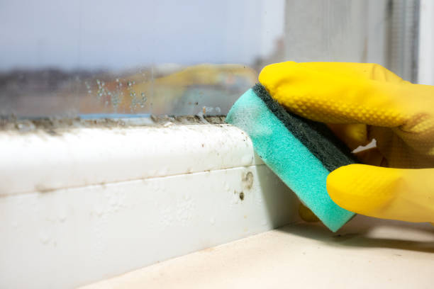 Best Mold Cleaning Services  in Richwood, NJ