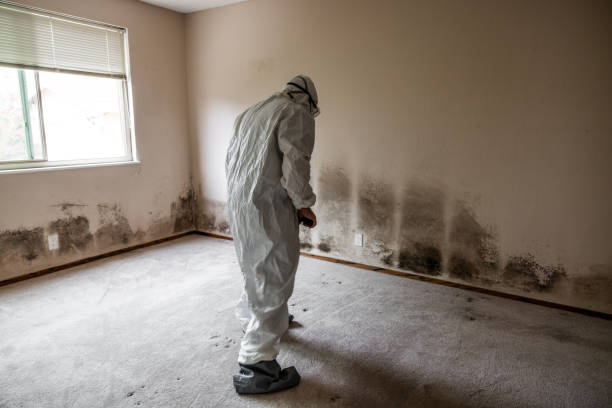 Richwood, NJ Mold Removal Company