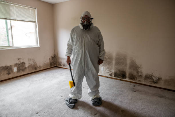 Reliable Richwood, NJ Mold Removal Solutions