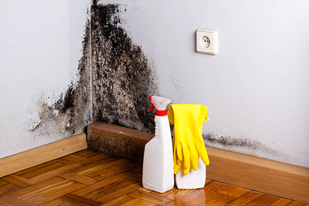 Best Toxic Mold Removal  in Richwood, NJ