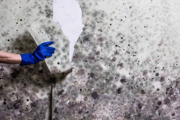 Best Mold Cleaning Services  in Richwood, NJ