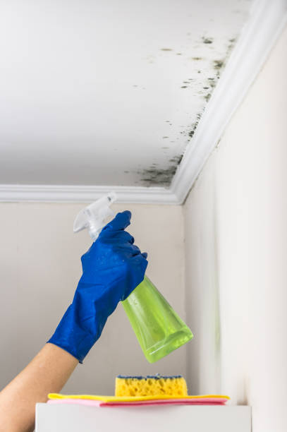 Best Commercial Mold Removal  in Richwood, NJ